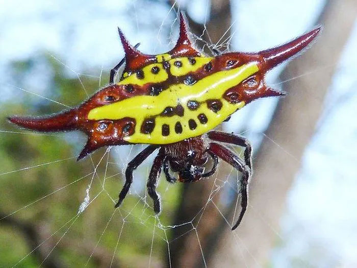 Picture 3 of Being 'pregnant' but not pregnant, dubbed a creature from hell but it's harmless