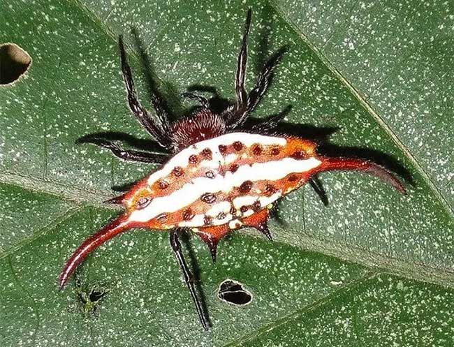 Picture 4 of Being 'pregnant' but not pregnant, dubbed a creature from hell but it's harmless