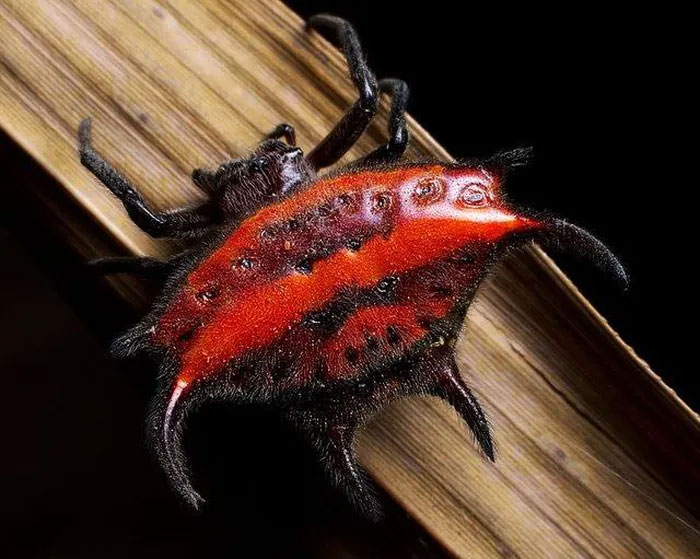 Picture 7 of Being 'pregnant' but not pregnant, dubbed a creature from hell but it's harmless