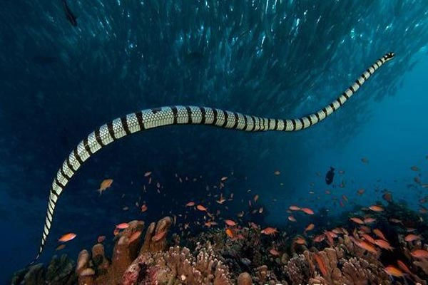 Belcher Sea Snake - The Most Venomous Snake In The World