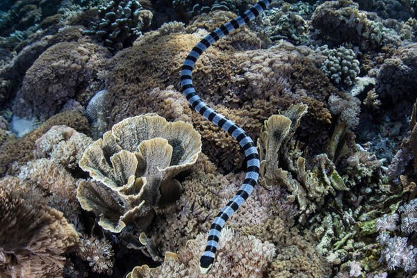 Belcher Sea Snake - The most venomous snake in the world