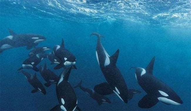 Besides humans, what animal has basically no natural enemies? Picture 1