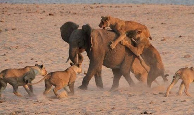 Besides humans, what animal has basically no natural enemies? Picture 2