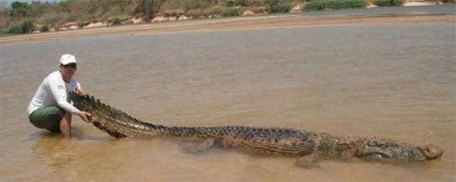Besides humans, what animal has basically no natural enemies? Picture 3