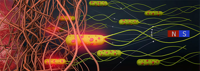 Biological robots could 'revolutionize' the fight against cancer Picture 1