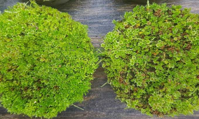 Picture 2 of Bio-receptive concrete promotes moss growth