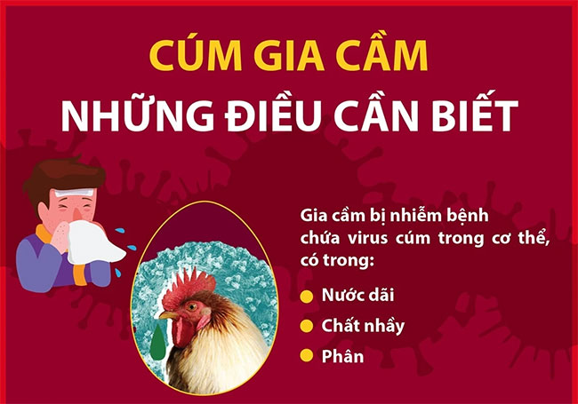 Picture 1 of Bird flu and things you need to know