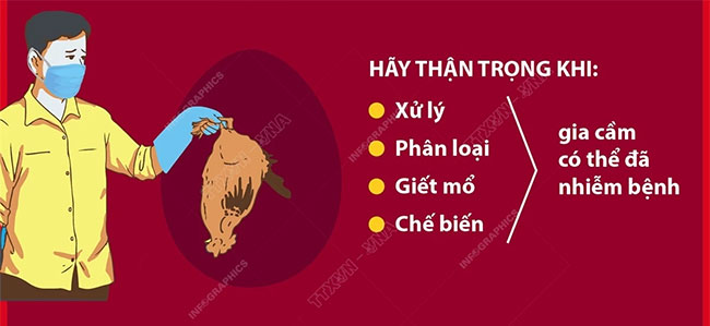 Picture 2 of Bird flu and things you need to know