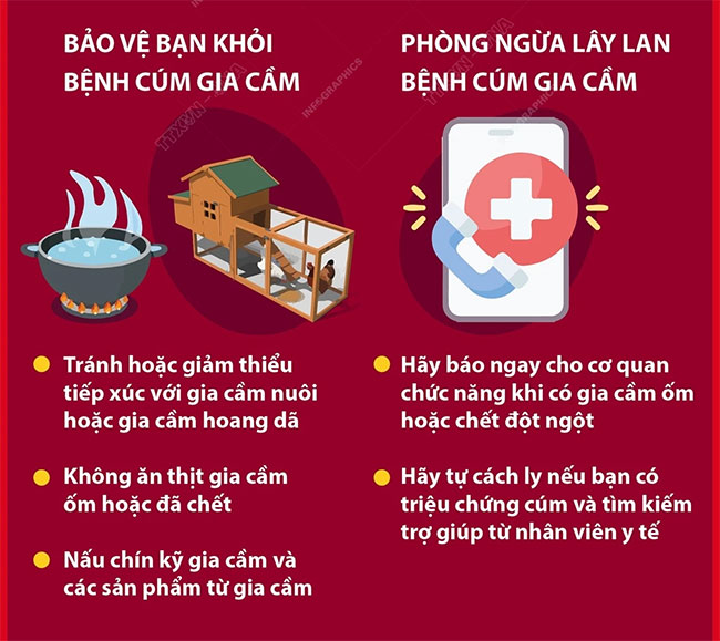 Picture 3 of Bird flu and things you need to know