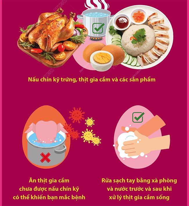 Picture 5 of Bird flu and things you need to know