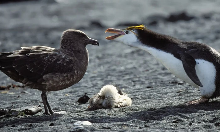 Picture 1 of Bird flu has appeared in Antarctica