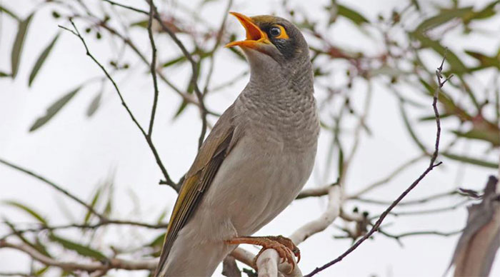 Picture 1 of Birds in danger of extinction because... 'wrong love'