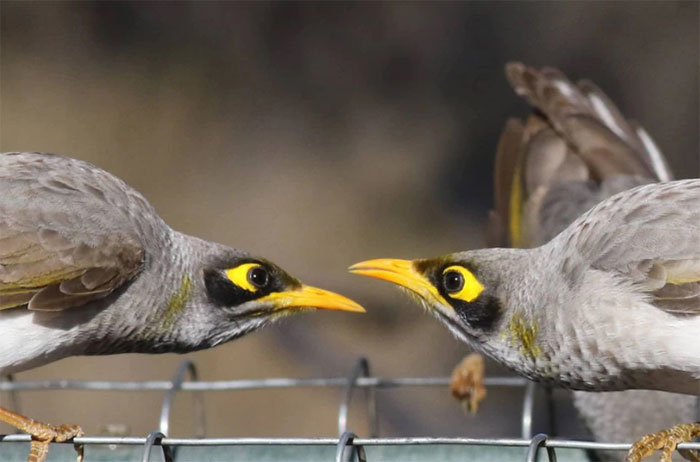 Picture 2 of Birds in danger of extinction because... 'wrong love'