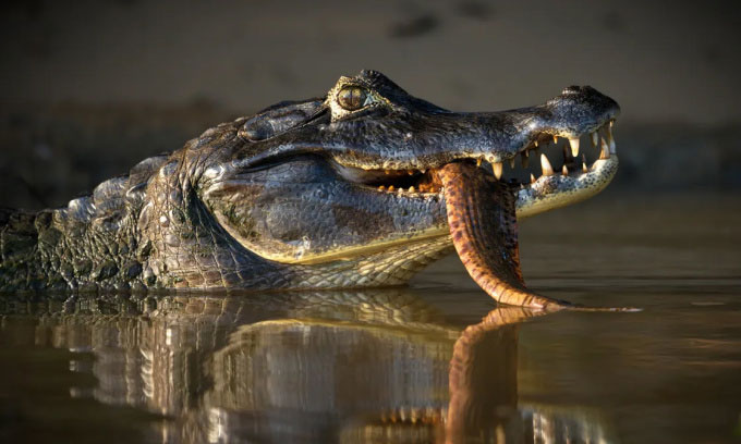 Picture 1 of Black caiman crocodile - apex predator