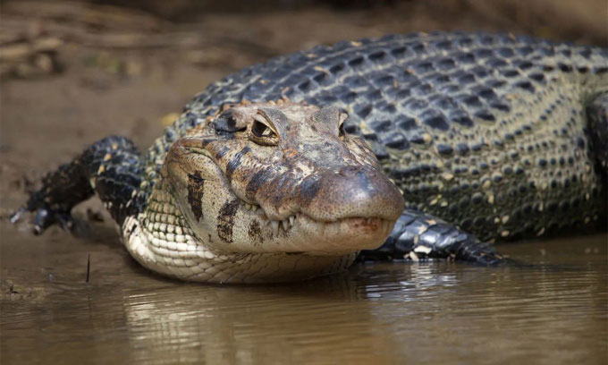 Picture 2 of Black caiman crocodile - apex predator