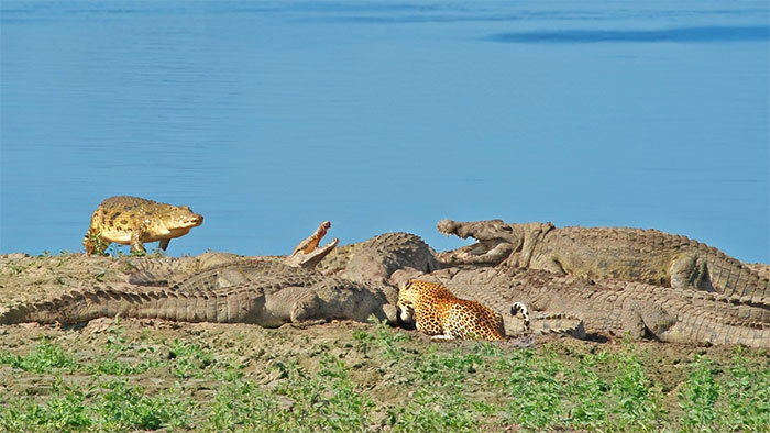 Picture 1 of Blind leopard fights with crocodiles over antelope carcass