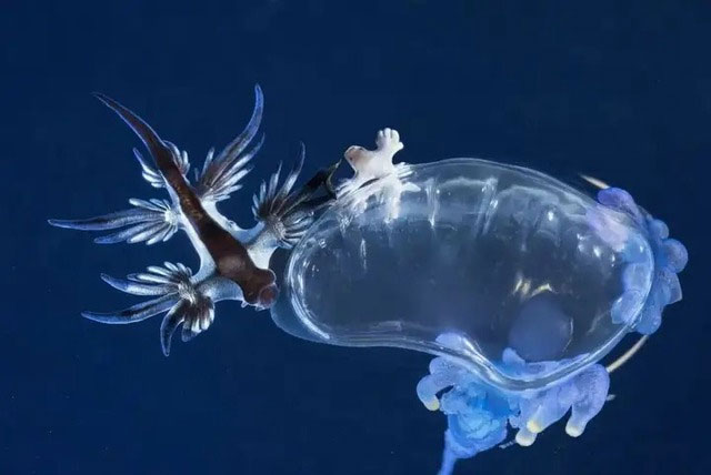 Picture 3 of Blue sea dragon: A sea slug that possesses beauty as if it came out of mythology but has deadly poison!
