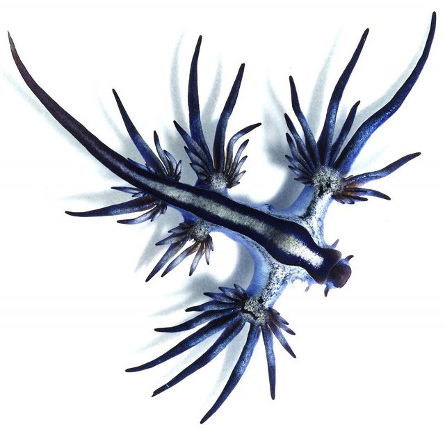 Picture 4 of Blue sea dragon: A sea slug that possesses beauty as if it came out of mythology but has deadly poison!