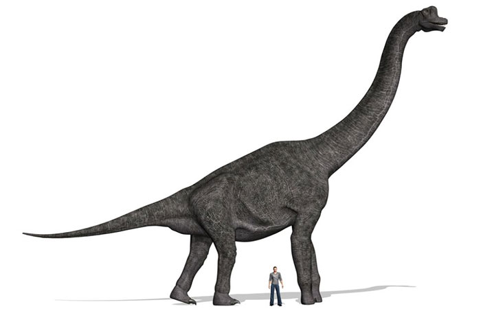 Brachiosaurus dinosaur, just vomiting can kill you already! Picture 2