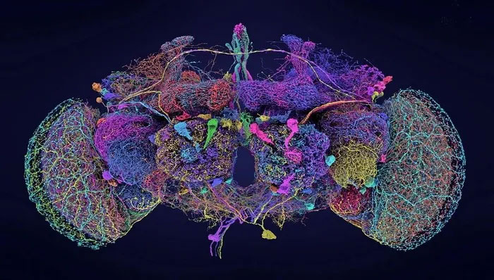 Picture 1 of Brain mapping - a milestone in neurobiological research