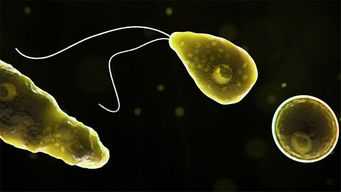 Picture 2 of Brain-Eating Amoeba: Causes, Symptoms, and Treatment