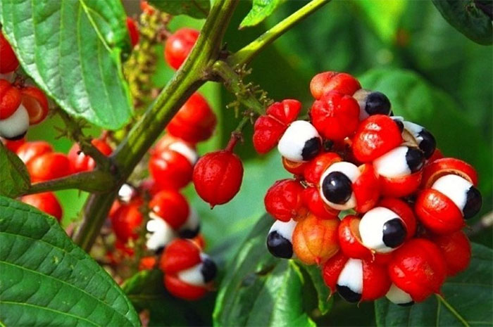 'Brazilian apple': A miracle fruit for health, more valuable than coffee Picture 1