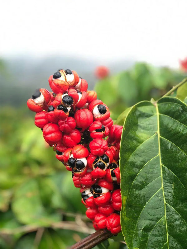 'Brazilian apple': A miracle fruit for health, more valuable than coffee Picture 3