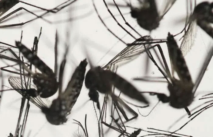 Picture 1 of Breakthrough discovery on how mosquitoes choose 'victims' to suck blood