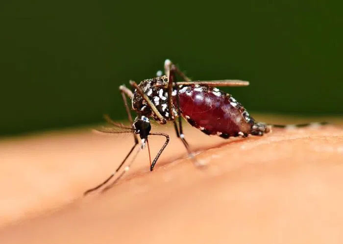 Picture 2 of Breakthrough discovery on how mosquitoes choose 'victims' to suck blood