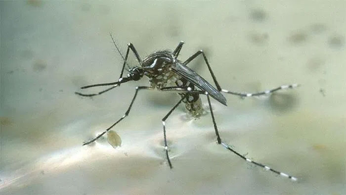 Picture 3 of Breakthrough discovery on how mosquitoes choose 'victims' to suck blood