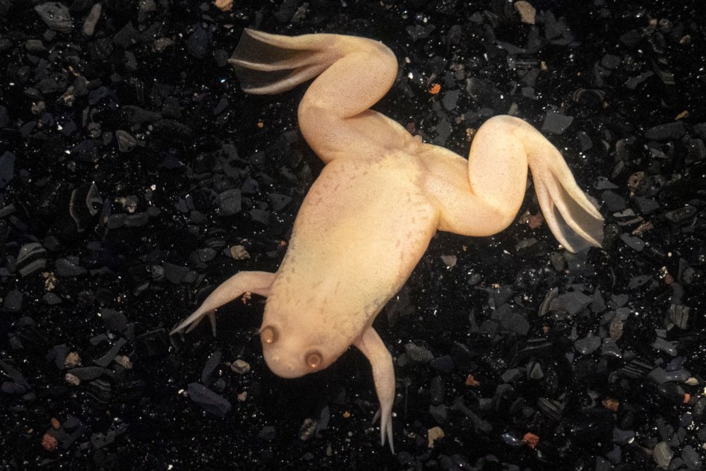 Breakthrough: Frog regrows amputated leg thanks to special drug Picture 1