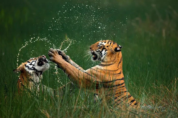 Breathtaking first-ever photos of animals Picture 1