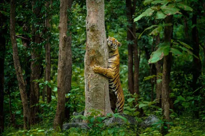 Breathtaking first-ever photos of animals Picture 10