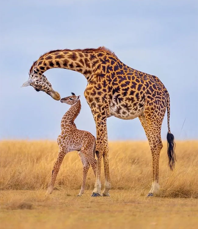 Breathtaking first-ever photos of animals Picture 12