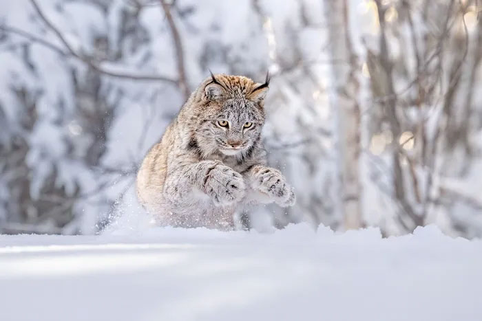 Breathtaking first-ever photos of animals Picture 13