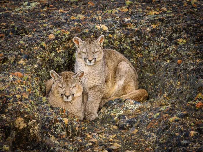 Breathtaking first-ever photos of animals Picture 15