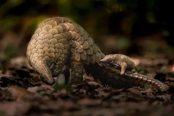 Breathtaking first-ever photos of animals Picture 16