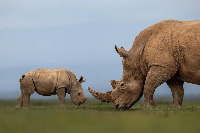 Breathtaking first-ever photos of animals Picture 17