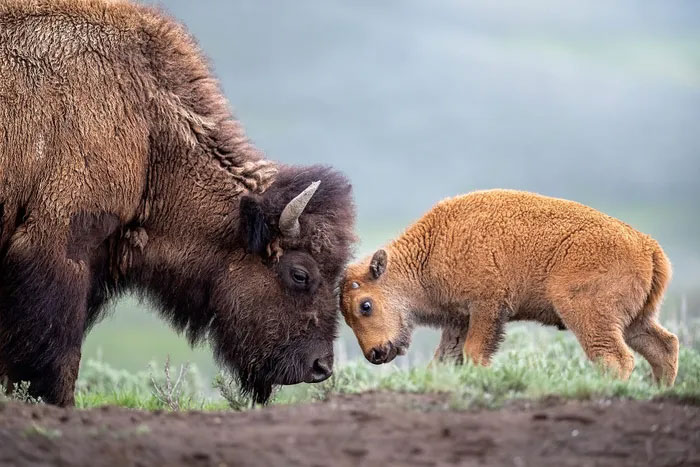 Breathtaking first-ever photos of animals Picture 19