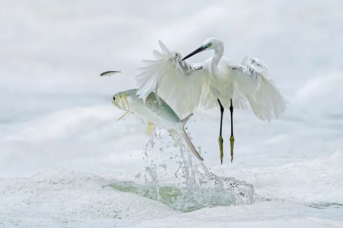 Breathtaking first-ever photos of animals Picture 2