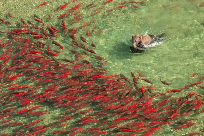 Breathtaking first-ever photos of animals Picture 20
