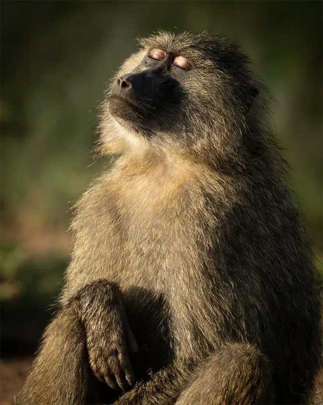 Breathtaking first-ever photos of animals Picture 21