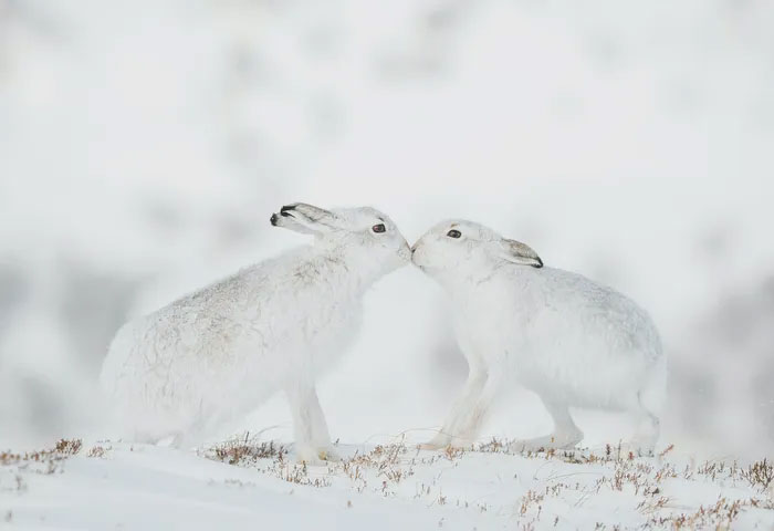 Breathtaking first-ever photos of animals Picture 22