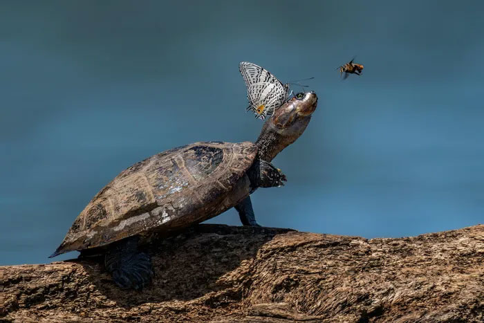 Breathtaking first-ever photos of animals Picture 23