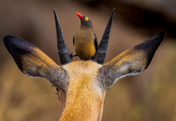 Breathtaking first-ever photos of animals Picture 24