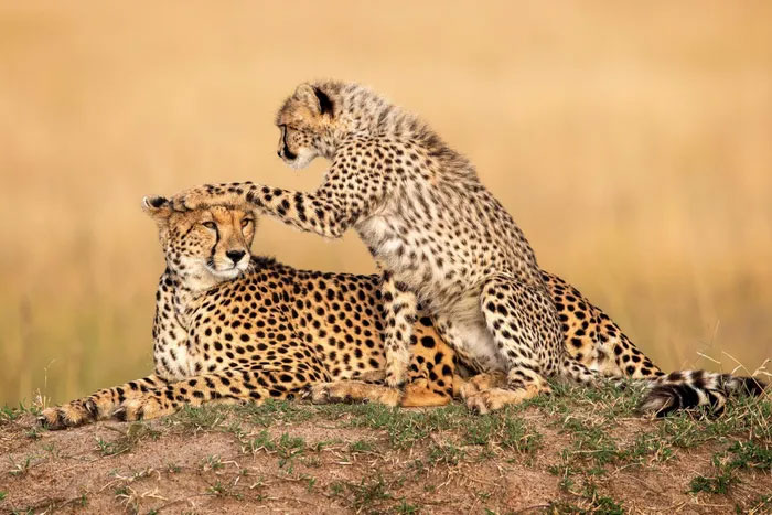 Breathtaking first-ever photos of animals Picture 26
