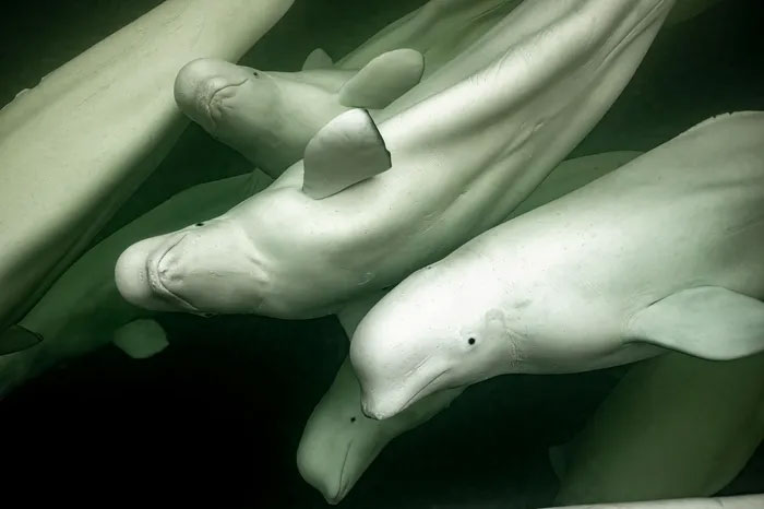 Breathtaking first-ever photos of animals Picture 29