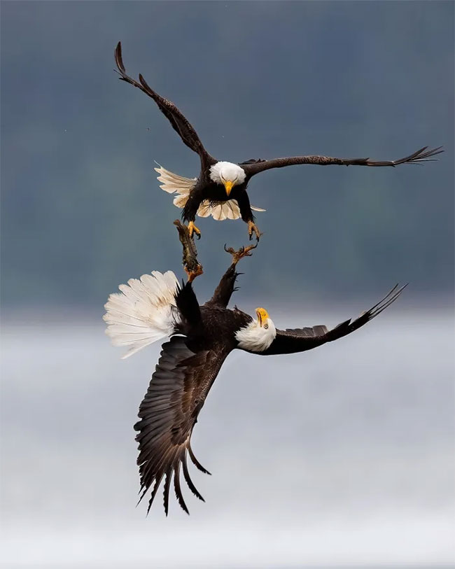 Breathtaking first-ever photos of animals Picture 3