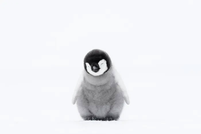 Breathtaking first-ever photos of animals Picture 30