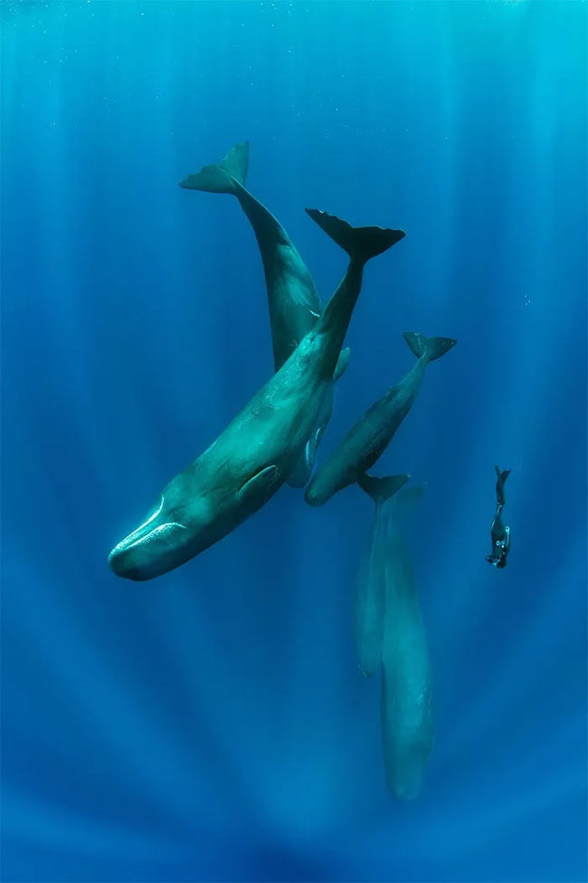 Breathtaking first-ever photos of animals Picture 32